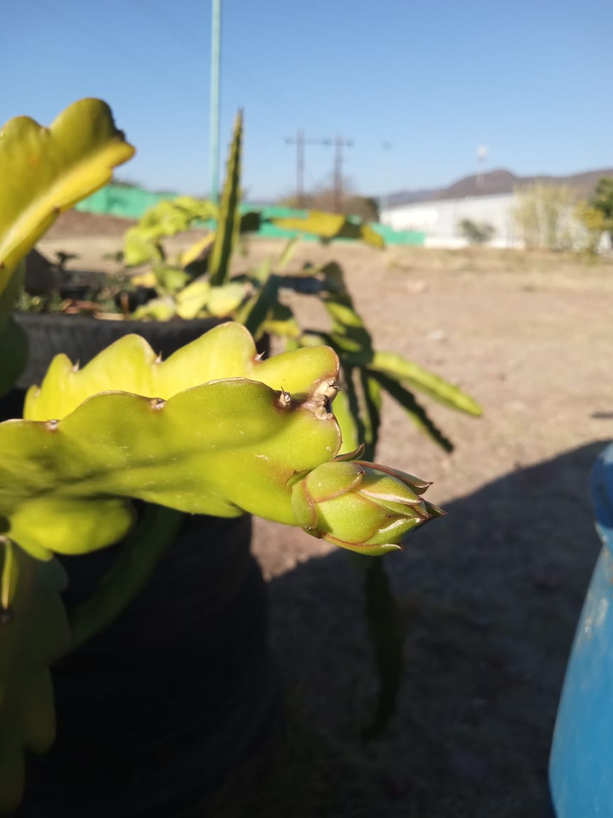 Pitahaya